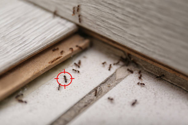 Wildlife Control Services in Mandeville, LA